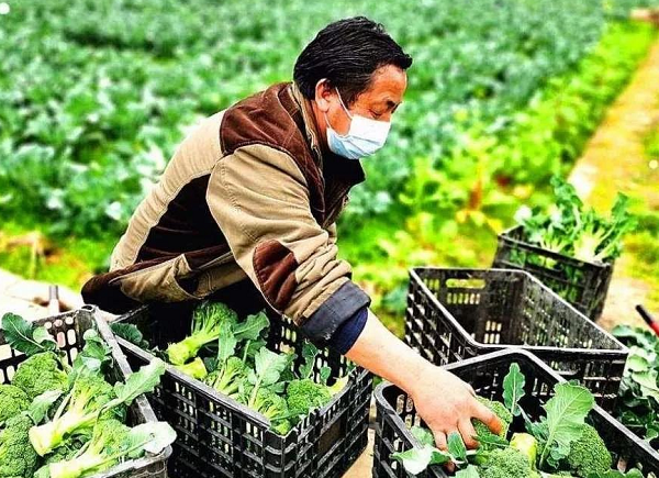 農(nóng)產(chǎn)品網(wǎng)絡(luò)營(yíng)銷策劃,農(nóng)產(chǎn)品進(jìn)行網(wǎng)絡(luò)營(yíng)銷策劃的必要性,農(nóng)產(chǎn)品營(yíng)銷