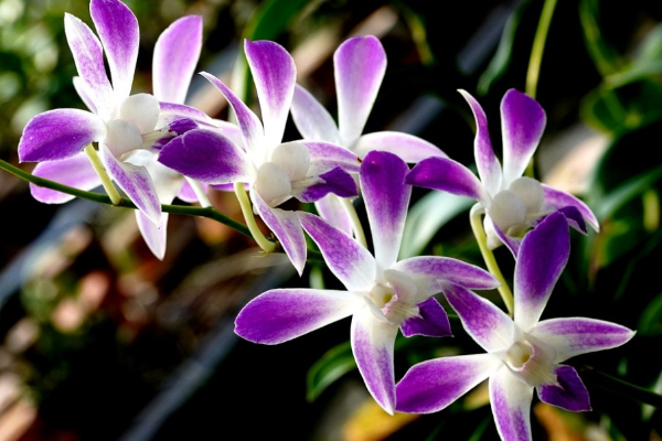 植物醫(yī)生定位策略