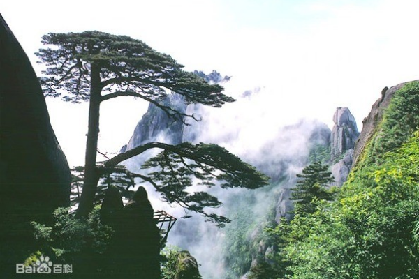 黃山毛峰茶品牌營(yíng)銷戰(zhàn)略