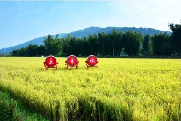 農(nóng)業(yè)品牌營(yíng)銷策劃