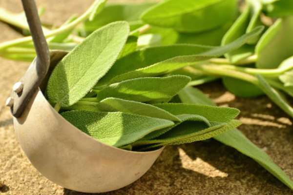 植物修護(hù)