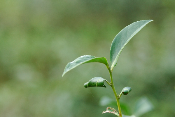 茶品牌營(yíng)銷(xiāo)策劃